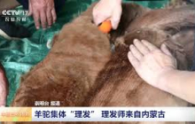 [中国三农报道]上海 羊驼集体“理发” 理发师来自内蒙古 | 农业致富经 Agriculture And Farming