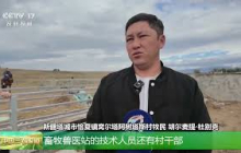 [中国三农报道]新疆塔城 2.5万只羊洗秋季药浴 | 农业致富经 Agriculture And Farming