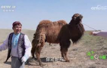 《谁知盘中餐》 20250403 山水知味 青山绿水有“鲜”意 | 农业致富经 Agriculture And Farming