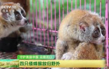 [中国三农报道]守护美丽中国 云南河口 四只倭蜂猴放归野外 | 农业致富经 Agriculture And Farming