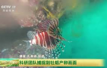 [中国三农报道]广东珠海 科研团队捕捉到牡蛎产卵画面 | 农业致富经 Agriculture And Farming