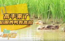 《田园帮帮团》 20250619 高手来了·稻田养鸭有高招 | 农业致富经 Agriculture And Farming