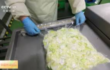 [中国三农报道]浙江杭州 从田间到餐桌 智能生产线让做菜更便捷 | 农业致富经 Agriculture And Farming