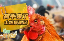 《田园帮帮团》 20251027 高手来了·土鸡育肥记 | 农业致富经 Agriculture And Farming
