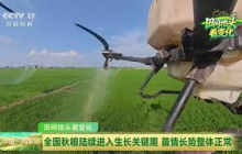 [中国三农报道]田间地头看变化 全国秋粮陆续进入生长关键期 苗情长势整体正常 | 农业致富经 Agriculture And Farming