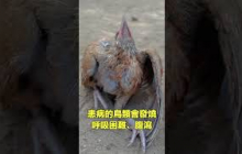 詭異小鳥治療癌症？|自說自話的總裁