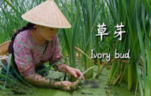 建水草芽————滇南人的水中珍馐【滇西小哥】