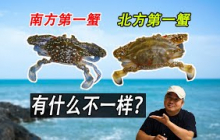 南方人最爱吃的兰花蟹，和北方人喜欢吃的梭子蟹有什么不一样？