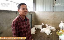 《共富经》 20250728 羊儿吃得欢 收入顶呱呱 | 农业致富经 Agriculture And Farming
