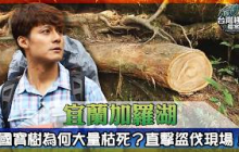 宜蘭加羅湖山林浩劫！國寶樹為何大量枯死？廖科溢挺進四季林道直擊盜伐現場！【台灣極境檔案EP1】｜#廖科溢