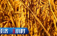 粮食总产超1.4万亿斤，“粮方粮策”撑起一人一千斤的中国饭碗 「经济半小时」20241217 | 财经风云