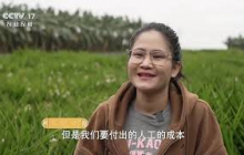 《共富经》 20241029 闻香识财富 | 农业致富经 Agriculture And Farming