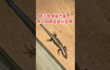 尾巴藍色，爪子很長，這是什麼呀？ #天天都有新鮮事