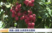 [中国三农报道]广东饶平 采摘+游园 认养百年古荔树 | 农业致富经 Agriculture And Farming