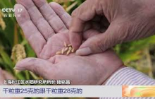 [三农长短说]乡村振兴一线观察 上海 优化茬口安排 选育优质品种 提高粮食单产 | 农业致富经 Agriculture And Farming