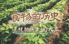 《百家讲坛》 20250428 食物的历史（第一部） 4 “脱胎换骨”的大豆 | CCTV百家讲坛官方频道