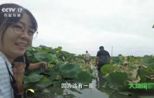 《大地讲堂》 20250725 寻味乡间（10） | 农业致富经 Agriculture And Farming