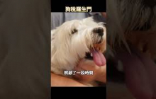 太離譜！德國男人被政府隨意徵收「養狗稅」，反手將政府告上法庭，結果居然是…？！