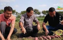 《田园帮帮团》 20251004 美食有道·红薯丰收山药壮 | 农业致富经 Agriculture And Farming