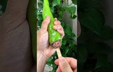 চিলি চকোলেট পপসিকেলে পরিণত করুন