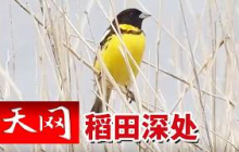 《天网》一张异常快递单牵出特大盗猎贩卖团伙 警方如何找到隐蔽在稻田中的捕鸟窝点？ 20260909