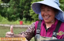 《共富经》 20250731 蔬菜黏糊糊 卖价不含糊 | 农业致富经 Agriculture And Farming