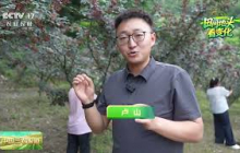 [中国三农报道]田间地头看变化 甘肃陇南 百万亩花椒丰收 采摘有讲究山地运输有“神器” | 农业致富经 Agriculture And Farming