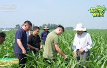 [中国三农报道]田间地头看变化 河北吴桥 玉米“吃”上新型肥料 田管更省心 | 农业致富经 Agriculture And Farming