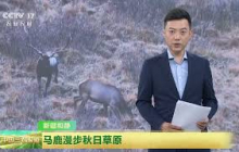 [中国三农报道]新疆和静 马鹿漫步秋日草原 | 农业致富经 Agriculture And Farming