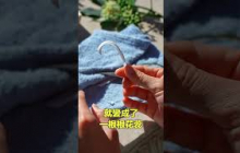 非遺通草|自說自話的總裁