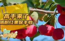 《田园帮帮团》 20251028 高手来了·满树红果保丰收 | 农业致富经 Agriculture And Farming