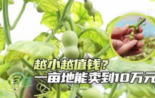 一亩地销售额最高突破10万元？新卖法效果好，销售额增长到原来的7倍，头疼的残次品因此变成宝 「共富经」沿着运河看丰收 20241020 | 农业致富经 Agriculture And Farming