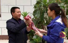 《共富经》 20250119 年货里的肉滋味 | 农业致富经 Agriculture And Farming