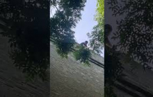 小猫在城墙上徘徊游走，众人齐呼“危险”，训练中的消防员尝试出手营救，谁知……#熱門 #中国